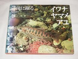イワナ・ヤマメ・アユ : 清流に躍る