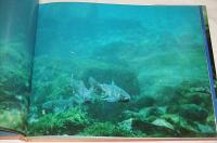 イワナ・ヤマメ・アユ : 清流に躍る