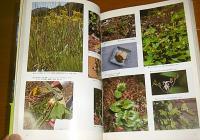新装版　食べられる野生植物大事典　草本・木本・シダ