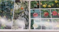 日本の野草/観葉植物/園芸植物 (3冊) <山渓カラー名鑑>