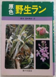 原色野生ラン