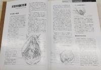 日本女性の外性器 : 統計学的形態論