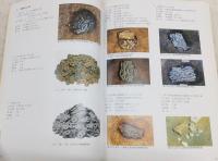 埋められた渡来銭 : 中世の出土銭を探る : 平成12年度特別展
