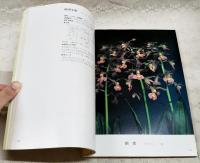 えびね銘花　日本えびね業者組合選抜　1981年　第3巻