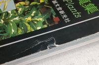 斑入り植物写真集 : 原色 : 現代草木錦葉集