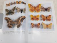 チョウとガの世界 : 特別展図録