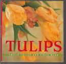 TULLIPS　