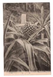 台湾　植物　鳳梨　絵葉書　1枚