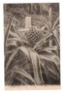 台湾　植物　鳳梨　絵葉書　1枚