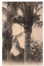 台湾　植物　椰子の実　絵葉書　1枚