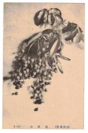 台湾　台湾果実　竜眼肉　絵葉書　1枚