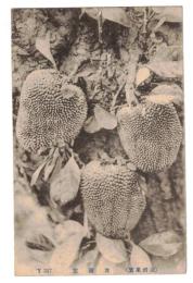 台湾　台湾果実　波羅蜜　絵葉書　1枚