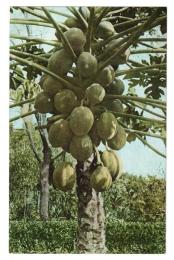 台湾　台湾果物　木瓜　絵葉書　1枚