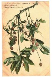 台湾　台湾果物　?枝　絵葉書　1枚