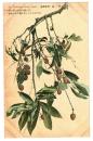 台湾　台湾果物　?枝　絵葉書　1枚