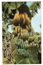 台湾　台湾果物　芭蕉実　絵葉書　1枚