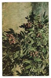 台湾　台湾果物　龍眼肉　絵葉書　1枚