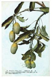 台湾　台湾果物　檬果　絵葉書　1枚