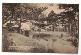 絵葉書　熊本名所　花岡山の桜花