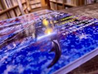BE KUWA ビー・クワ 61 クワガタ飼育レコード 本土ヒラタクワガタ超特大血統あかがね フルストルファーオウゴンオニ ノコギリクワガタ （2016年）　★画像6枚　ご参照くださいませ