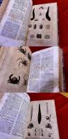 【奥付不明 初版は1840年 洋書 仏語 甲殻類、クモ類、多足類の自然史】HISTOIRE NATURELLE DES ANIMAUX ARTICULES Par M Lucas （奥付不明）　★画像6枚　ご参照くださいませ