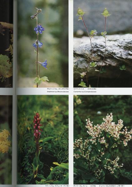 藤田弘基 ヒマラヤの花 ヒマラヤの花 : 藤田弘基写真集(藤田弘基 著) / 古本、中古本