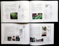 実生の観察（ 双子葉植物 /単子葉植物・裸子植物）: 種子から子葉へ子葉から成葉へ二冊一函