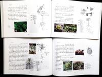 実生の観察（ 双子葉植物 /単子葉植物・裸子植物）: 種子から子葉へ子葉から成葉へ二冊一函