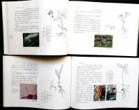 実生の観察（ 双子葉植物 /単子葉植物・裸子植物）: 種子から子葉へ子葉から成葉へ二冊一函