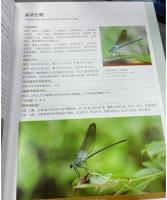 雲南蜻蜓志 上巻