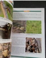 中国蜻蜓大図鑑 上下冊（好奇心書系·図鑑系列）