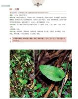 中国彝薬志　上下（中国少数民族薬志叢書）