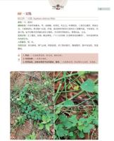 中国彝薬志　上下（中国少数民族薬志叢書）