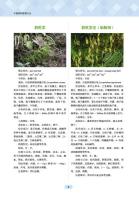 中国侗薬図譜大全（中国侗医薬叢書）