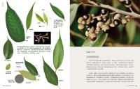 台湾橡実家族図鑑　45種殼斗科植物完整写真