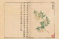 履巉[山免/比/兔-儿]岩本草（明抄彩絵本）（線装1函3冊）中医古籍孤本大全