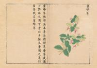 履巉[山免/比/兔-儿]岩本草（明抄彩絵本）（線装1函3冊）中医古籍孤本大全