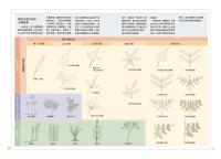 蕨類観察図鑑 1 基礎常見篇／觀察家