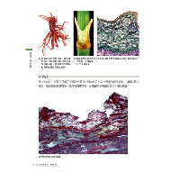 藥用植物圖鑑【精解版】：植物細胞、組織、器官、型態、進化與共生，以及藥用分類等