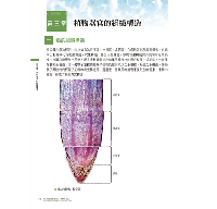 藥用植物圖鑑【精解版】：植物細胞、組織、器官、型態、進化與共生，以及藥用分類等