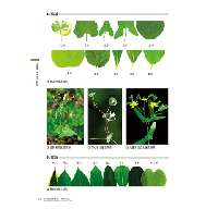 藥用植物圖鑑【精解版】：植物細胞、組織、器官、型態、進化與共生，以及藥用分類等