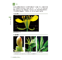 藥用植物圖鑑【精解版】：植物細胞、組織、器官、型態、進化與共生，以及藥用分類等