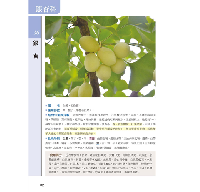 草藥圖鑑：600種野外常見藥用植物