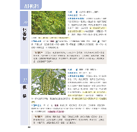 草藥圖鑑：600種野外常見藥用植物