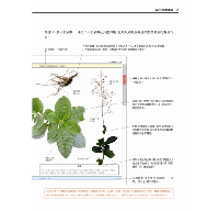 台灣傳統青草茶植物圖鑑（收錄常用青草茶植物113種，與24節氣獨家青草茶配方）台灣自然圖鑑