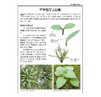 台灣常見雜草圖鑑（標示有毒植物、外來種與防治方式，有效管理草坪雜草）台灣自然圖鑑