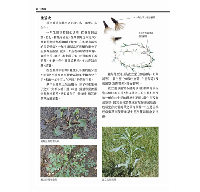 台灣常見雜草圖鑑（標示有毒植物、外來種與防治方式，有效管理草坪雜草）台灣自然圖鑑