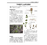 台灣常見雜草圖鑑（標示有毒植物、外來種與防治方式，有效管理草坪雜草）台灣自然圖鑑