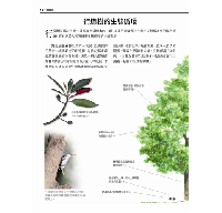 台灣行道樹圖鑑（從葉型、花色、樹形輕鬆辨識全台110種常見行道樹）台灣自然圖鑑
