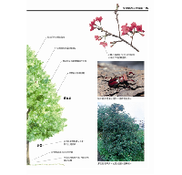 台灣行道樹圖鑑（從葉型、花色、樹形輕鬆辨識全台110種常見行道樹）台灣自然圖鑑